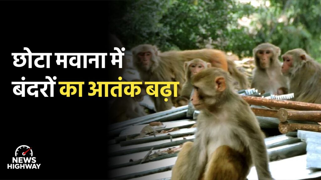 Chhota Mawana mein bandaron ka atank badha