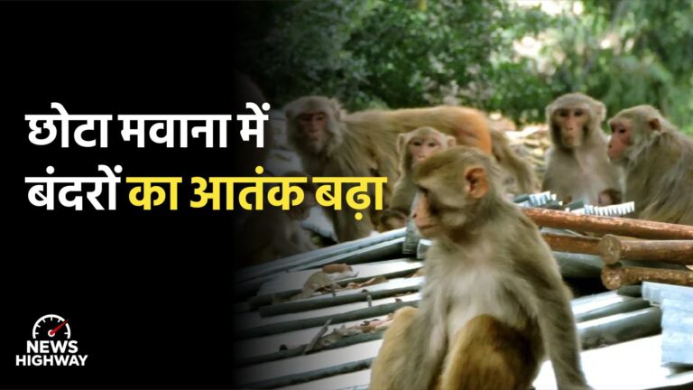 Chhota Mawana mein bandaron ka atank badha