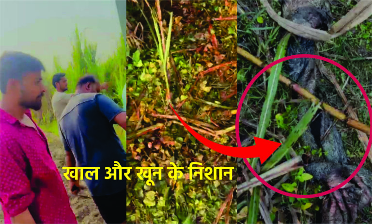मेरठ के मवाना खुर्द में गोकशी की वारदात