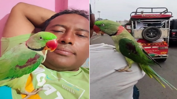 मेरठ के अरशद का लाडला तोता ‘किट्टू’ लापता