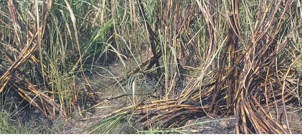 Ramraj | गन्ने के खेत में अज्ञात व्यक्ति ने लगाई आग, किसान की तीन बीघा फसल जलकर राख