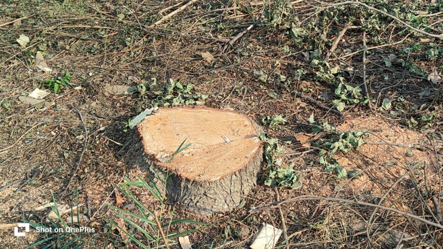 “श्मशान घाट के हरे पेड़ों पर चली कुल्हाड़ी! ग्रामीणों में आक्रोश, जांच की उठी मांग”