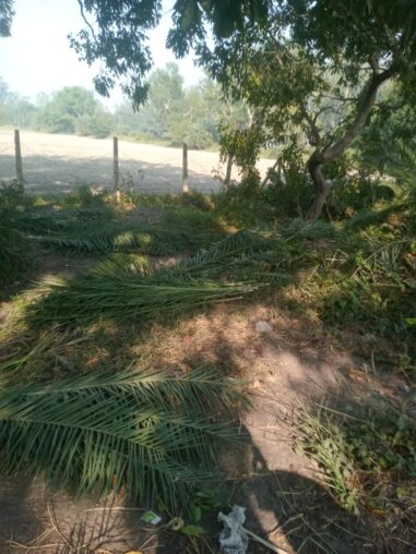 हस्तिनापुर वन क्षेत्र में हरियाली पर संकट! अवैध पेड़ कटाई पर विभागीय मौन से स्थानीयों में रोष