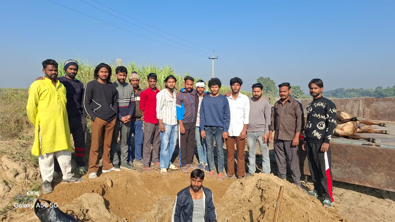 अज्ञात वाहन की टक्कर से छोटे गोवंश की मौत, गौ सेवा संघ टीम ने किया सम्मानपूर्वक अंतिम संस्कार