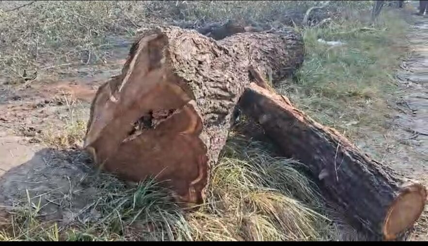 रामराज में शीशम चोरी का प्रयास नाकाम, पुलिस को देख चोर पेड़ छोड़कर फरार – Muzaffarnagar