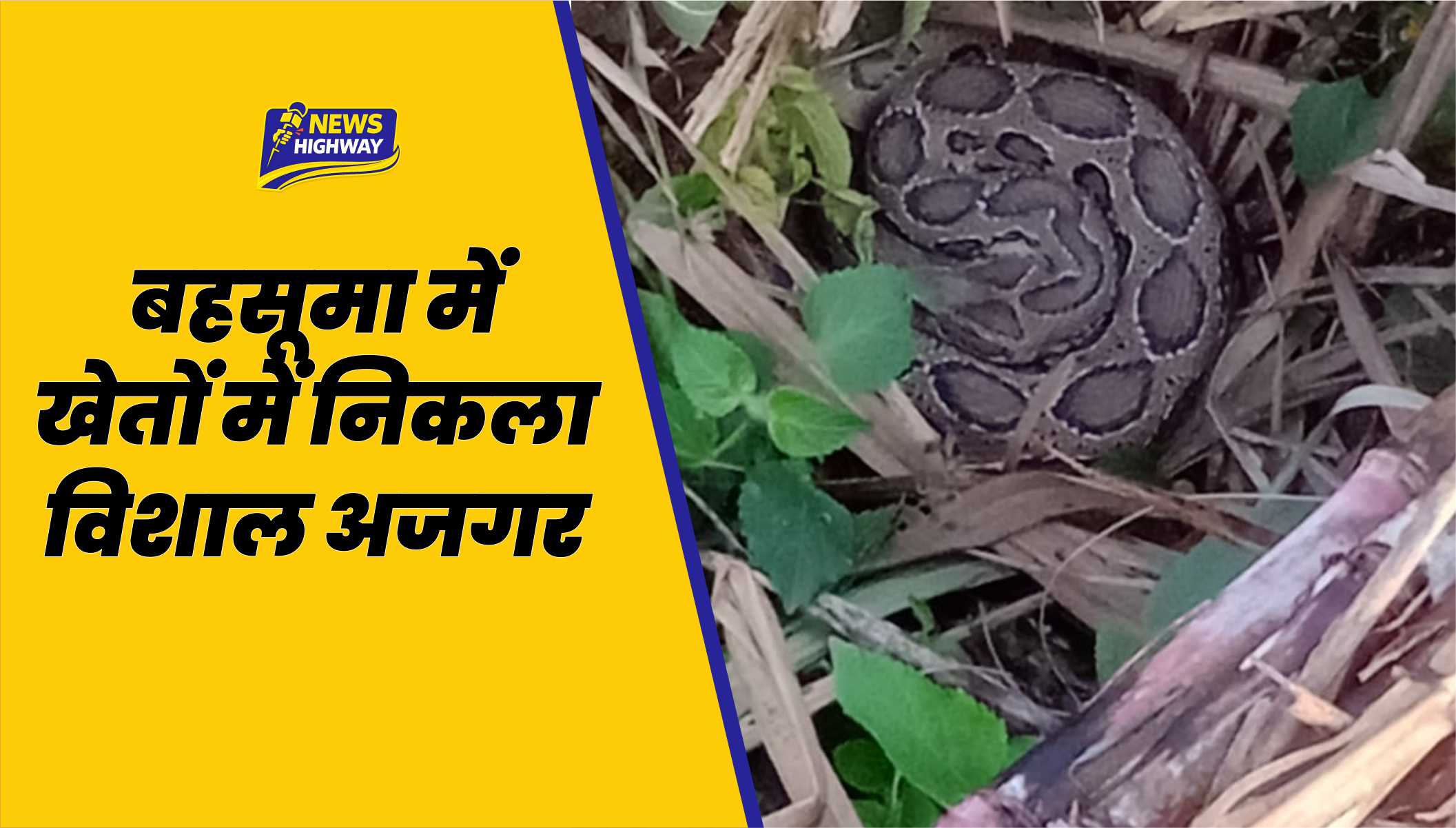 🔴 बहसूमा में खेतों में निकला विशाल अजगर, किसानों में दहशत; वन विभाग ने कराया रेस्क्यू