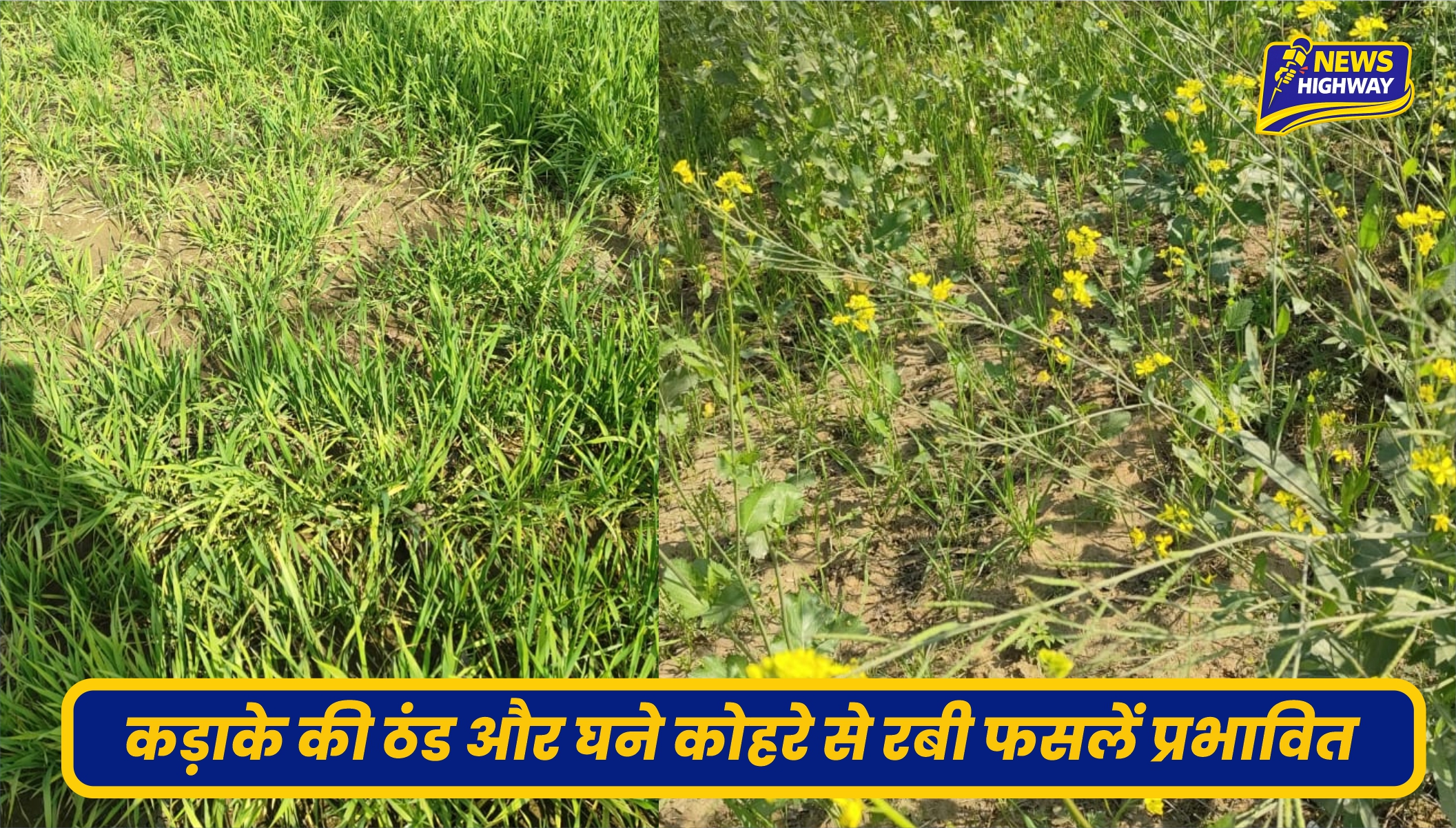 बहसूमा क्षेत्र में कड़ाके की ठंड और घने कोहरे से रबी फसलें प्रभावित, किसानों की बढ़ी चिंता