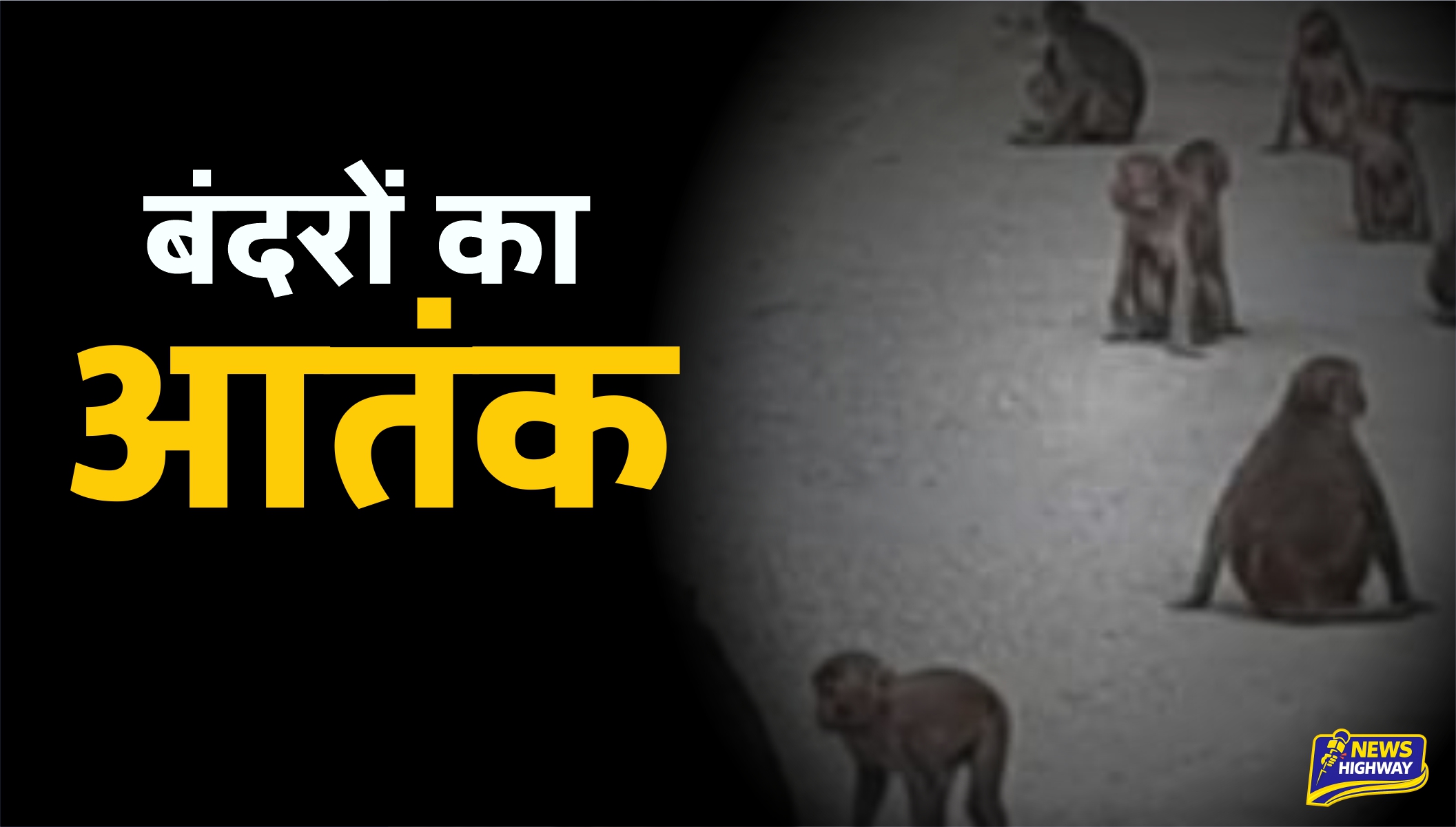 🐒 मोहम्मदपुर सकिश्त में बंदरों का आतंक, महिलाओं और बच्चों में दहशत | Viral Meerut News