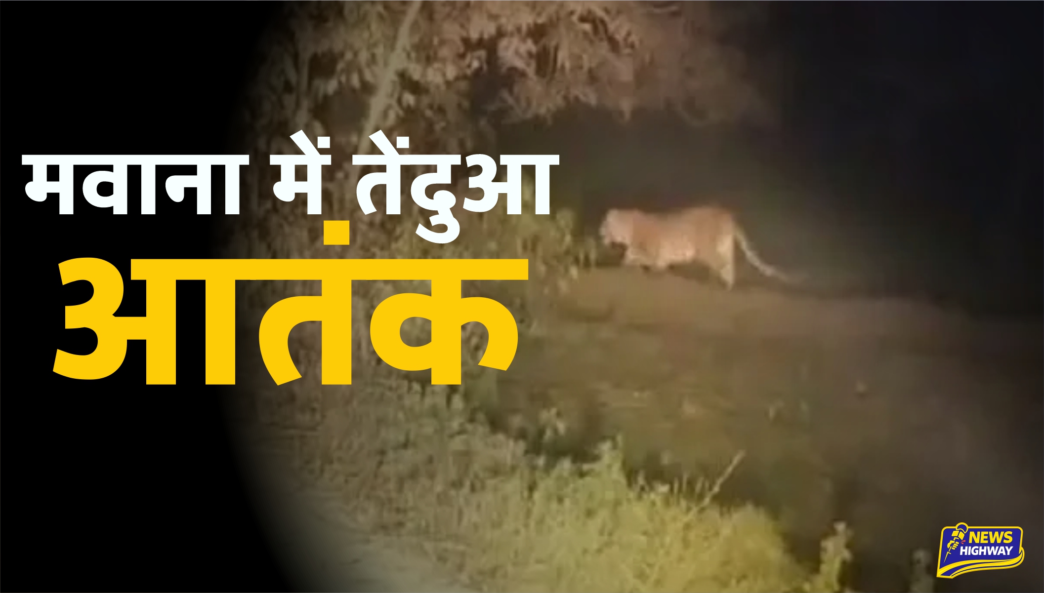 मवाना में तेंदुआ आतंक! दिल्ली पुलिस के दारोगा की गाड़ी के सामने आया खूंखार शिकारी, ग्रामीणों में दहशत का माहौल