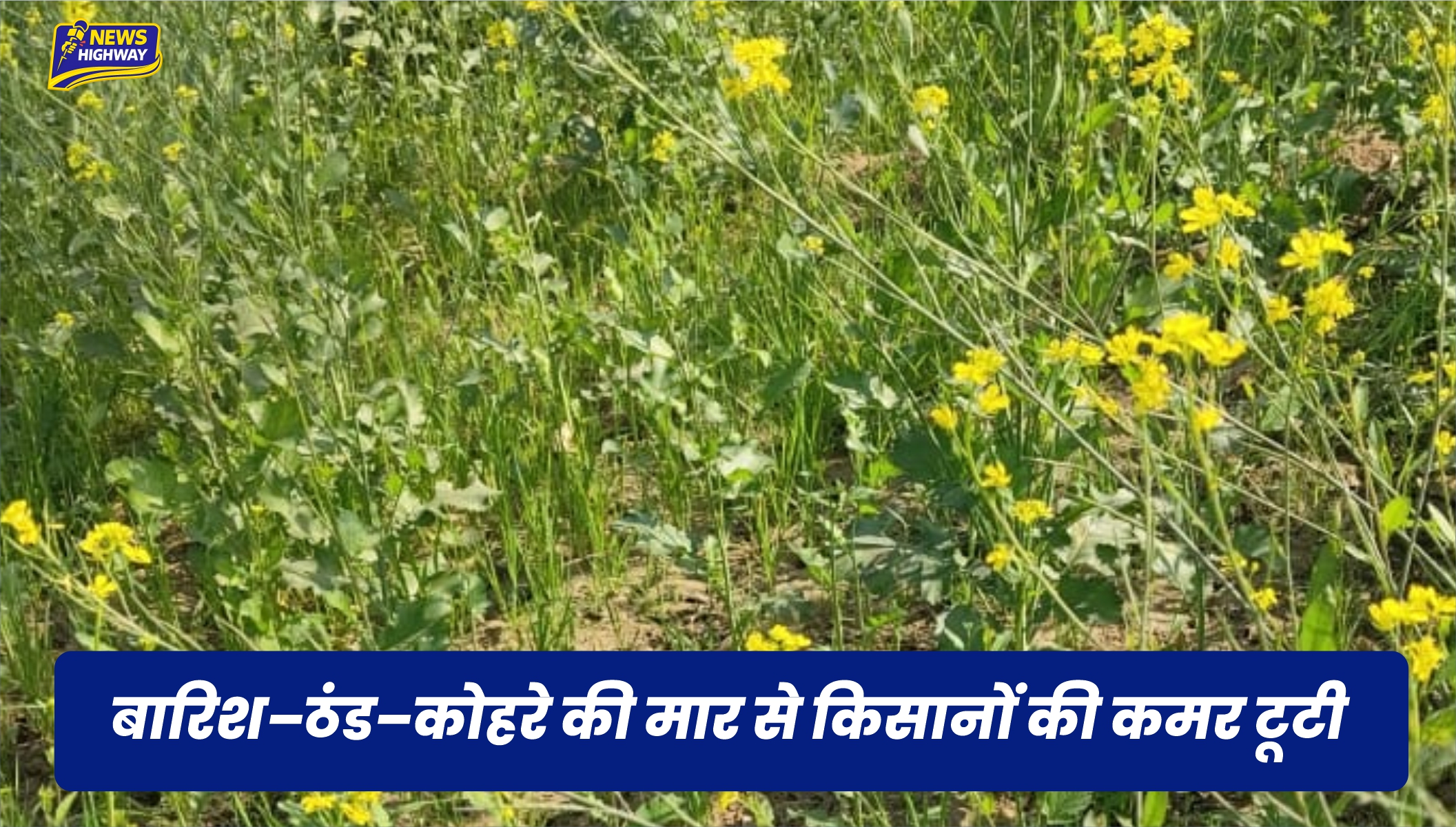 बारिश–ठंड–कोहरे की मार से किसानों की कमर टूटी, सरसों और आलू की फसल को भारी नुकसान