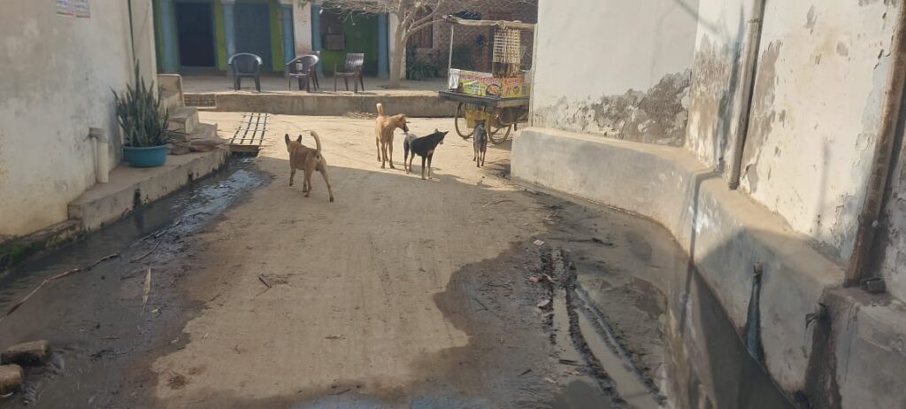 बहसूमा में आवारा कुत्तों का आतंक
