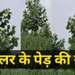 पॉपुलर पेड़ की तेज़ ग्रोथ के लिए सही खाद