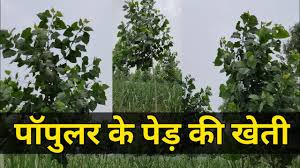 पॉपुलर पेड़ की तेज़ ग्रोथ के लिए सही खाद