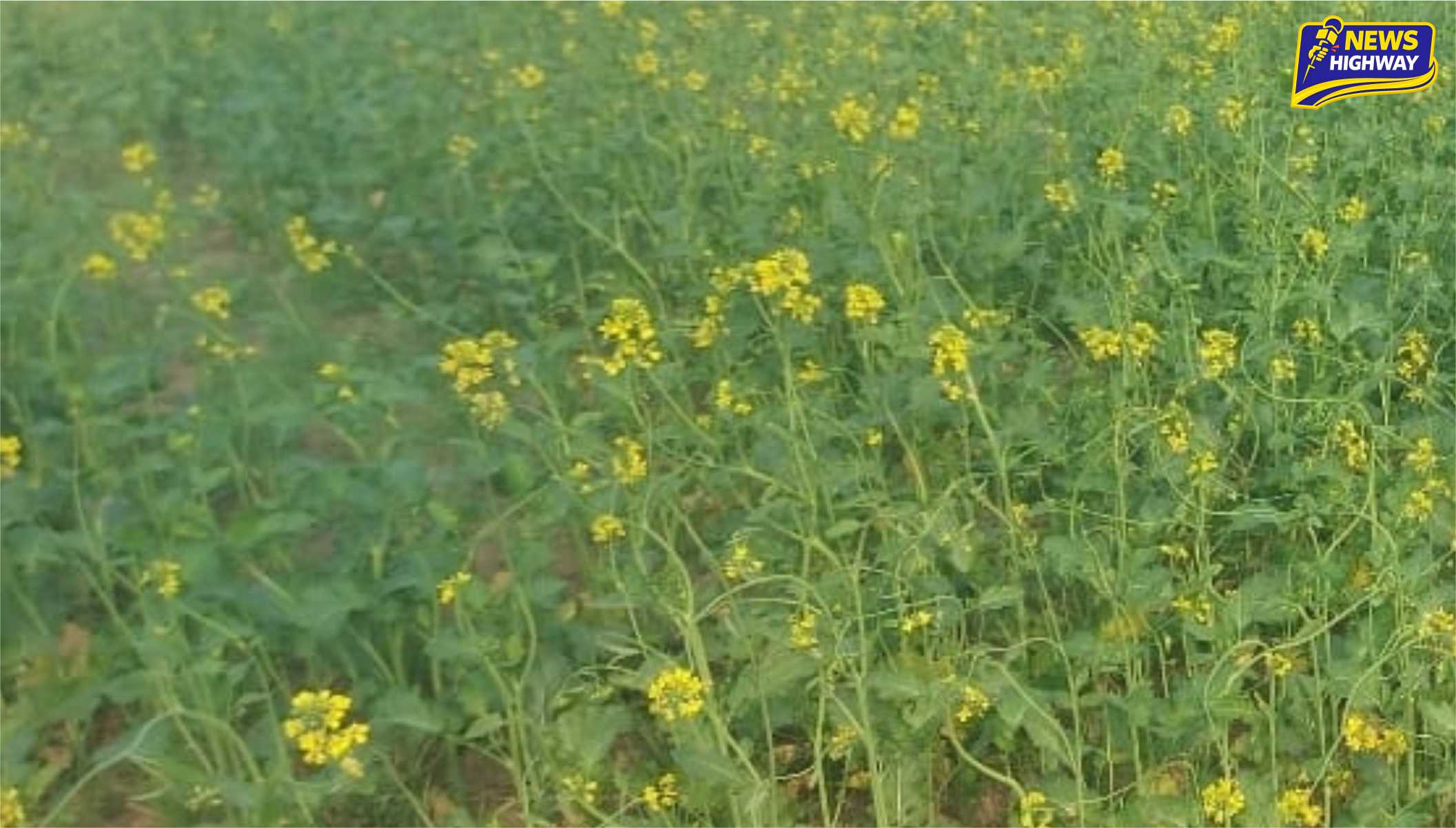 कड़ाके की ठंड, बारिश और ओलावृष्टि ने बढ़ाई कहर की मार