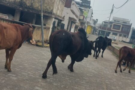 ओलावृष्टि और बारिश से पशु-पक्षी बेघर, किसानों को भारी नुकसान, त्वरित राहत की मांग