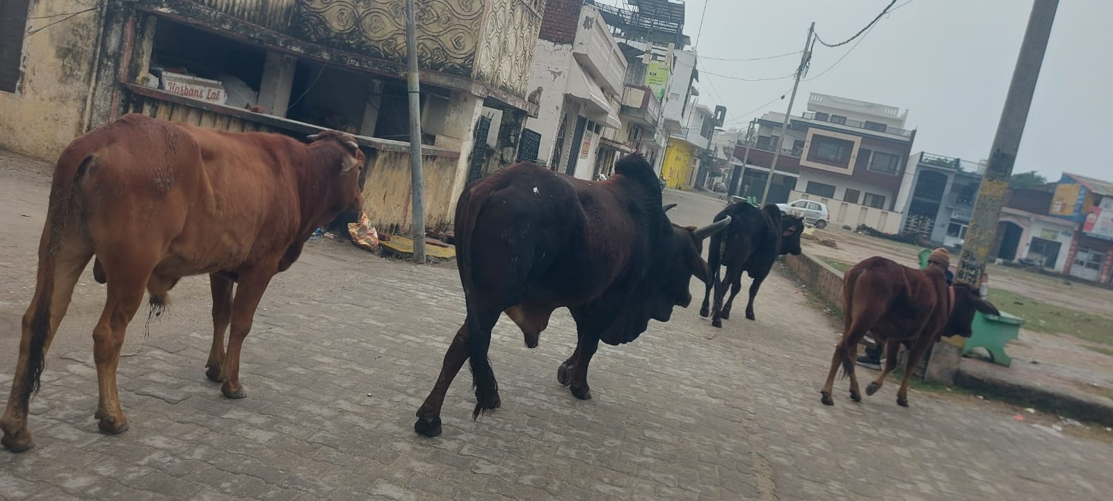 ओलावृष्टि, बारिश, पशु-पक्षी बेघर, किसानों को नुकसान, मेरठ बहसूमा, गौ सेवा, राहत की मांग